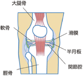 膝関節周辺組織図