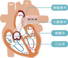 血液の正しい流れを維持する弁