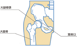 股関節図