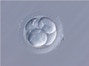 分割胚